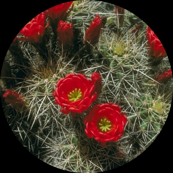 kingcupcactus